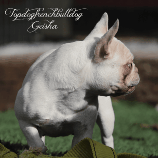 All Muscle, All (Bat) Ears platinum lilac french bulldogs near me