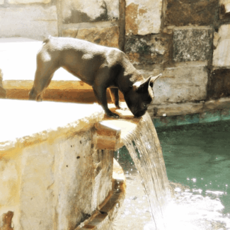 Prissy at the pool/fountain. french bulldog blue tri puppies for sale