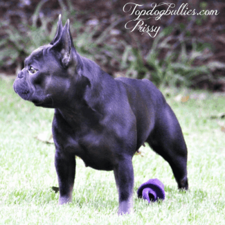 Look at the Camera! french bulldog blue tri frenchies for sale