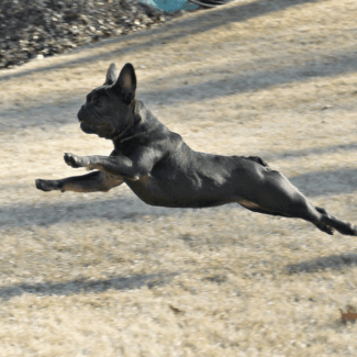 Her favorite thing to do. Have fun! french bulldogs