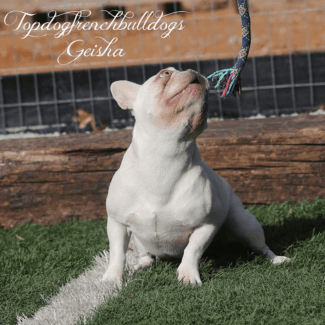 Geisha Playtime quad carrier french bulldogs