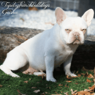 Geisha As a Young Adult rare color french bulldog breeders