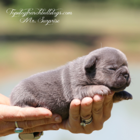 Past French Bulldog Puppies 22 Past French Bulldog Puppies french bulldog puppies frenchie for sale