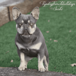 Our Beautiful Lilac Tri, Sushi french bulldog