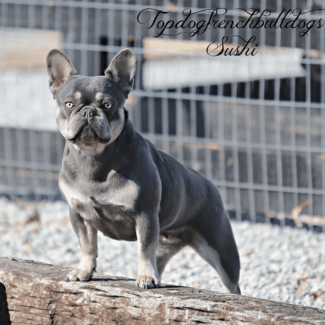 She Just Loves Being Outside lilac cream tri frenchie for sale