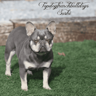 Her Colors Really Stand Out Here! lilac tri french bulldog for adoption
