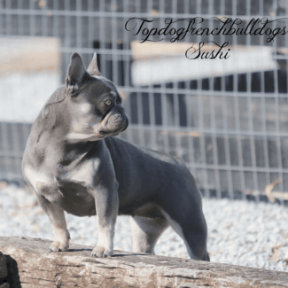 Look At The Camera Sushi! lilac tri frenchie for sale
