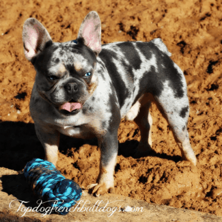 Topdog French Bulldog's Wagoo teacup french bulldog for sale
