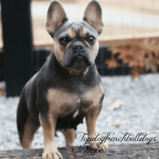 Wasabi Looking Glamourous teacup french bulldog puppies