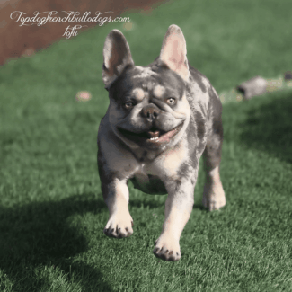 A Merle Ball Of Fun! lilac french bulldogs for sale