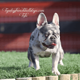 Our Tiny Merle Baby Girl lilac merle tri female french bulldog price