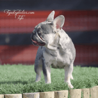 Look At The Camera Tofu! lilac merle tri frenchies for sale