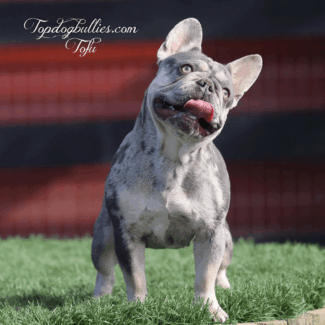 Silly Merle Girl, Tofu merle tri frenchies breeders