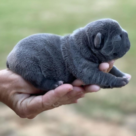 PAST PUPPY - NOT FOR SALE Past French Bulldog Puppies