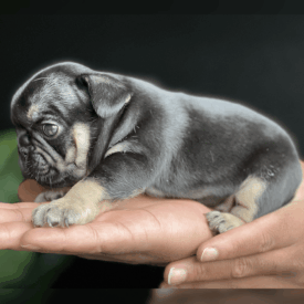 Past French Bulldog Puppies 32 Past French Bulldog Puppies black tri french bulldog puppies for sale