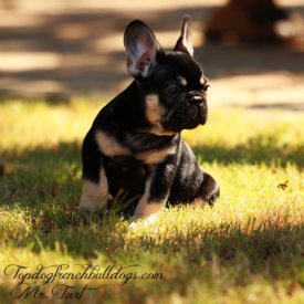 Past French Bulldog Puppies 44 Past French Bulldog Puppies black tri french bulldog puppy for sale