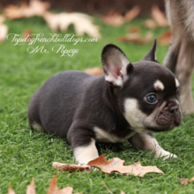 Past French Bulldog Puppies 47 Past French Bulldog Puppies chocolate frenchies puppy for sale