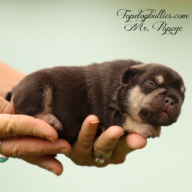 Past French Bulldog Puppies 40 Past French Bulldog Puppies chocolate tri male french bulldog french puppy for sale breeder
