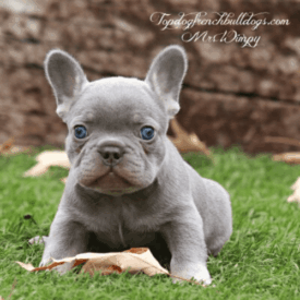 Past French Bulldog Puppies 34 Past French Bulldog Puppies lilac frenchies puppy for sale