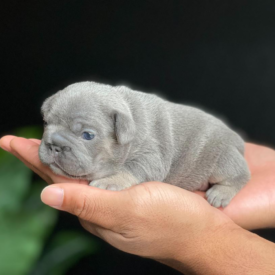 Past French Bulldog Puppies 1 Past French Bulldog Puppies lilac ghost tri frenchie puppies