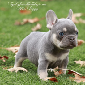 Past French Bulldog Puppies 11 Past French Bulldog Puppies lilac tri frenchbulldog puppies for sale