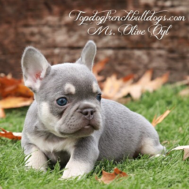Past French Bulldog Puppies 8 Past French Bulldog Puppies lilac tri frenchbulldog puppy for sale