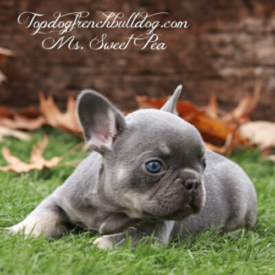 Past French Bulldog Puppies 6 Past French Bulldog Puppies lilac tri frenchie puppy for sale