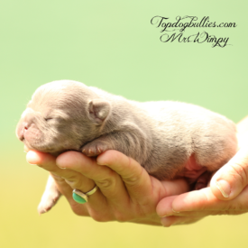 Past French Bulldog Puppies 37 Past French Bulldog Puppies lilac tri male french bulldog puppy for sale frenchies forsale