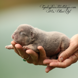 Past French Bulldog Puppies 38 Past French Bulldog Puppies olive lilac tri blue tri french bulldog for sale