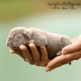 Past French Bulldog Puppies 19 Past French Bulldog Puppies swee pea lilac tri french bulldog puppy pup puppies for sale forsale