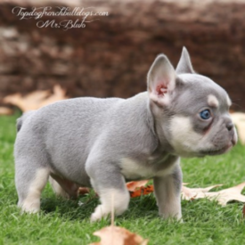 Past French Bulldog Puppies 28 Past French Bulldog Puppies lilac frenchie puppy for sale