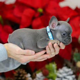 Past French Bulldog Puppies 51 Past French Bulldog Puppies blue tri frenchies bulldogs for sale