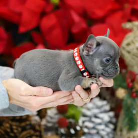 Past French Bulldog Puppies 14 Past French Bulldog Puppies blue tri frenchies for sale