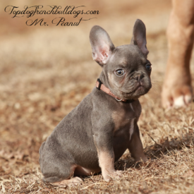 Past French Bulldog Puppies 45 Past French Bulldog Puppies lilac chocolate tri french bulldog puppies for sale