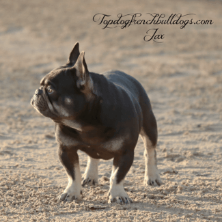 Topdog's Jax 2 Topdog's Jax chocolate french bulldog stud topdog french bulldogs jax