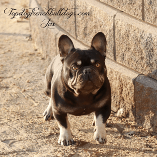 Topdog's Jax 3 Topdog's Jax chocolate frenchie stud topdog french bulldog jax