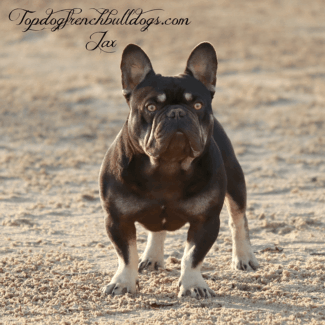 SIRE | Jax chocolate frenchies for sale topdog french bulldog jax
