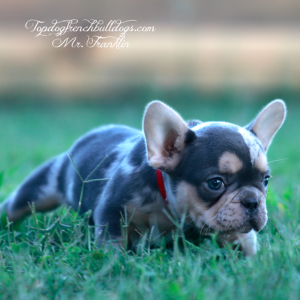 Gallery of Our Past Frenchie Puppies 18 Gallery of Our Past Frenchie Puppies Mr Franklin is a lilac and tan lilac tri merle mini micro teacup french bulldog for sale franklin tn