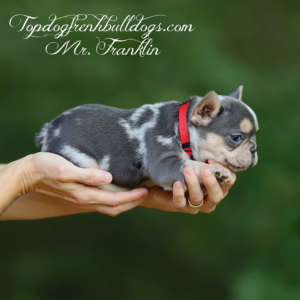 Gallery of Our Past Frenchie Puppies 19 Gallery of Our Past Frenchie Puppies Mr Franklin is a lilac and tan lilac tri merle mini teacup french bulldog for sale franklin tn