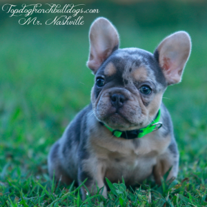 Gallery of Our Past Frenchie Puppies 17 Gallery of Our Past Frenchie Puppies Gallery of Our Past Frenchie Puppies
