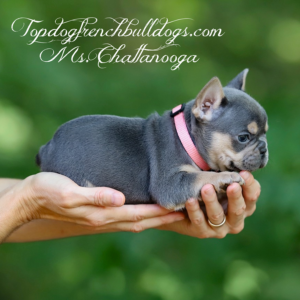 Gallery of Our Past Frenchie Puppies 20 Gallery of Our Past Frenchie Puppies ms chattanooga is a lilac and tan lilac tri micro mini teacup frenchie for sale chattanooga tn