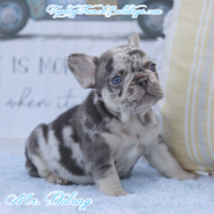 Gallery of Our Past Frenchie Puppies 14 Gallery of Our Past Frenchie Puppies Mr OOlong is a mini teacup chocolate tri merle chocolate and tan merle tweed French Bulldog puppy for sale in Huron, TN