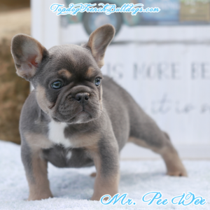 Gallery of Our Past Frenchie Puppies 15 Gallery of Our Past Frenchie Puppies Mr Pee Wee is a lilac and tan lilac blue tri mini teacup little baby French Bulldog puppy for sale in Nashville, Tennessee