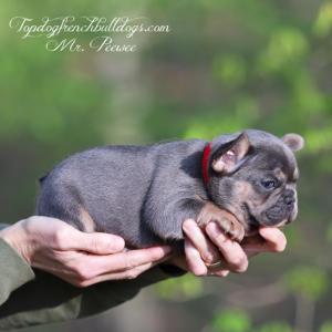 Gallery of Our Past Frenchie Puppies 16 Gallery of Our Past Frenchie Puppies Mr Pee Wee is a lilac and tan lilac tri mini teacup little baby French Bulldog puppy for sale in Nashville, TN