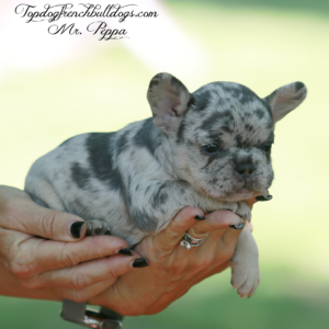 Gallery of Our Past Frenchie Puppies 12 Gallery of Our Past Frenchie Puppies Mr Peppa is a lilac merle French Bulldog for sale near me Tennessee
