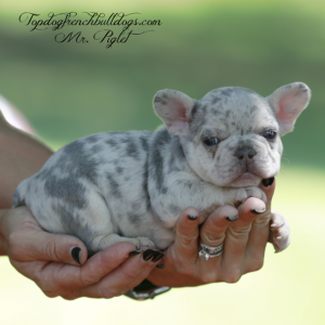 Gallery of Our Past Frenchie Puppies 11 Gallery of Our Past Frenchie Puppies Mr Piglet is a lilac merle French Bulldog for sale near me Tennessee