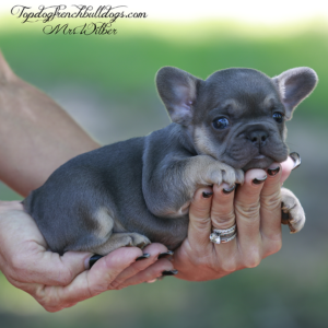 Gallery of Our Past Frenchie Puppies 13 Gallery of Our Past Frenchie Puppies Mr Wilber is a tiny teacup lilac and tan lilac tri micro French Bulldog for sale in Jackson TN