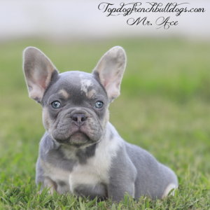 Gallery of Our Past Frenchie Puppies 9 Gallery of Our Past Frenchie Puppies Mr Ace is lilac and tan merle, lilac tri merle, lilac and cream tricolor French Bulldog for sale near me in Jackson, Tennessee
