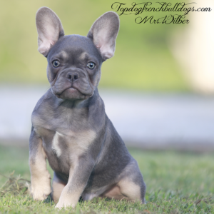 Gallery of Our Past Frenchie Puppies 8 Gallery of Our Past Frenchie Puppies Mr Wilber is a tiny teacup lilac and tan lilac tri mini French Bulldog for sale in Tennessee