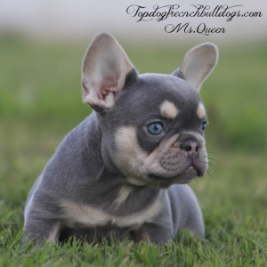 Gallery of Our Past Frenchie Puppies 10 Gallery of Our Past Frenchie Puppies Ms Queen is a lilac and tan, lilac tri, lilac tricolor, lilac and cream French Bulldogs puppies for sale in Tennessee